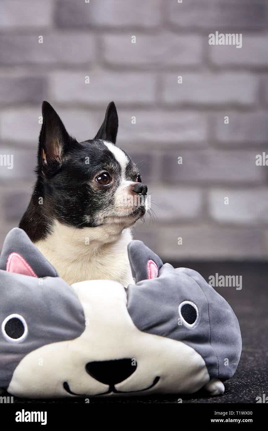 Short Haired Chihuahua Dog Stock Photos Short Haired Chihuahua
