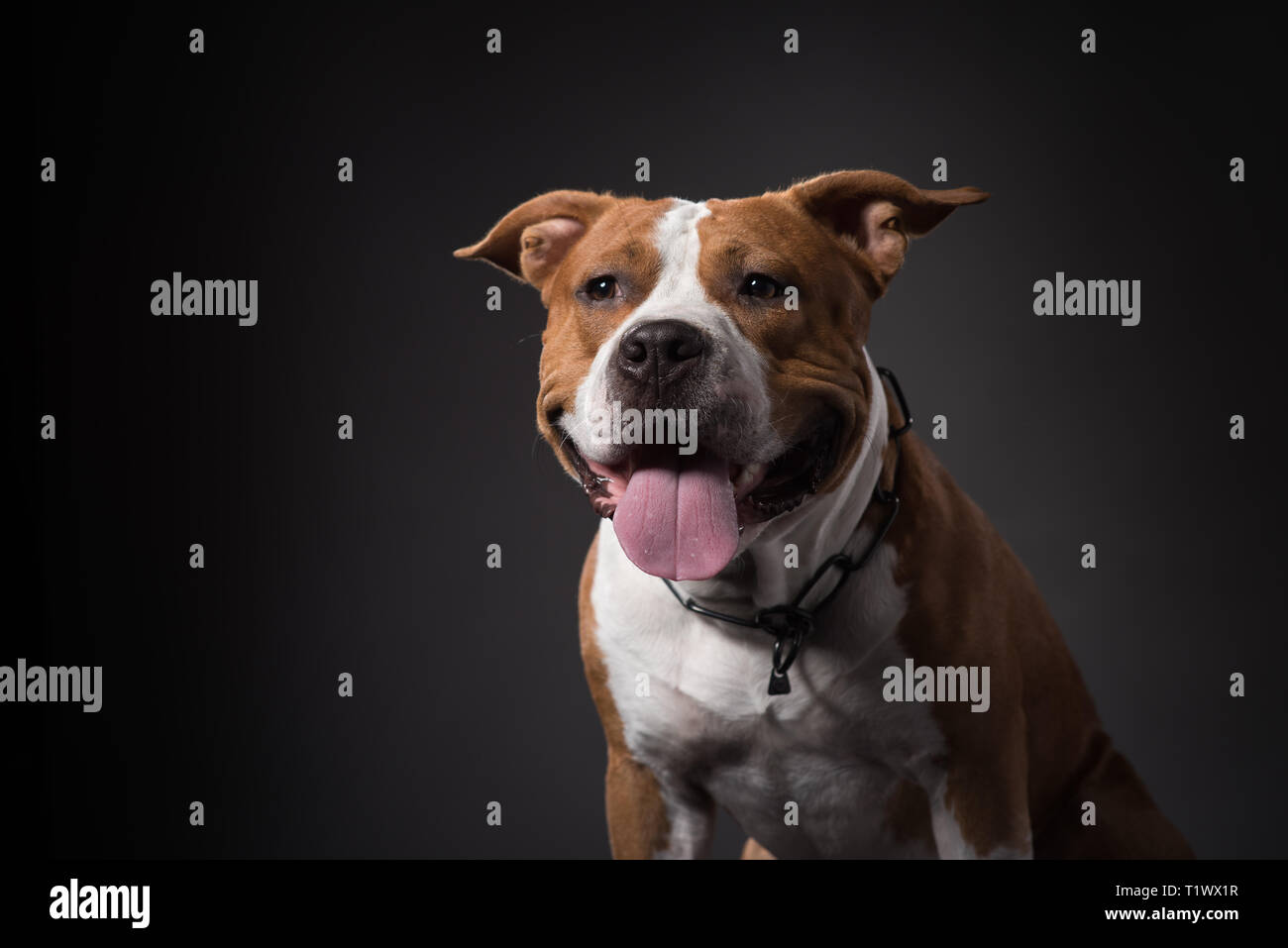 Young American Staffordshire terrier dog, portrait. Studio Shot Stock Photo