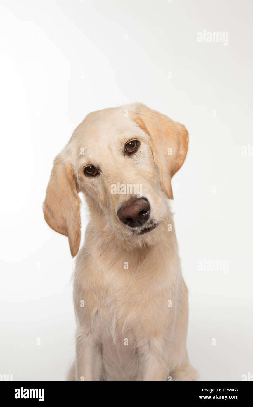 Young Yellow Labradoodle Dog In Studio Stock Photo 242129447 Alamy