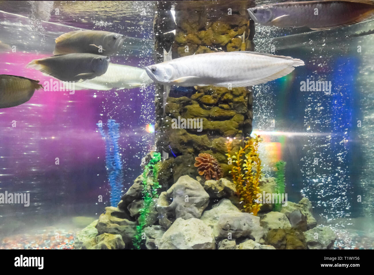 Silver arowana, Osteoglossum bicirrhosum, front part of the body, swimming  in aquarium tank, with a blue background Stock Photo - Alamy