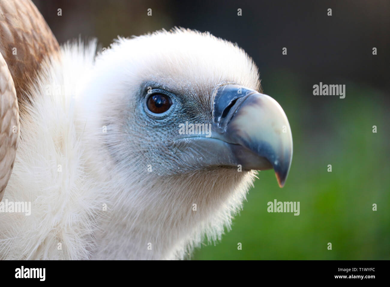 Head of a griffon vulture (gyps fulvus) in quarter front view Stock Photo