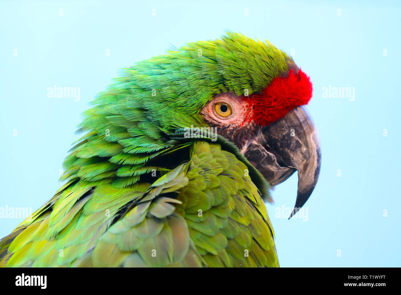 Head of a colorful blue-winged macaw parrot (primolius maracana) in side view in front of a bright blue background Stock Photo