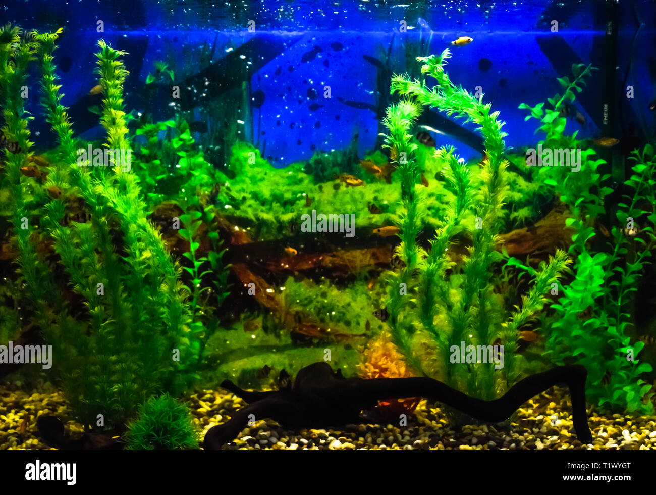 Wall mounted aquarium with tropical fish and algae. Stock Photo