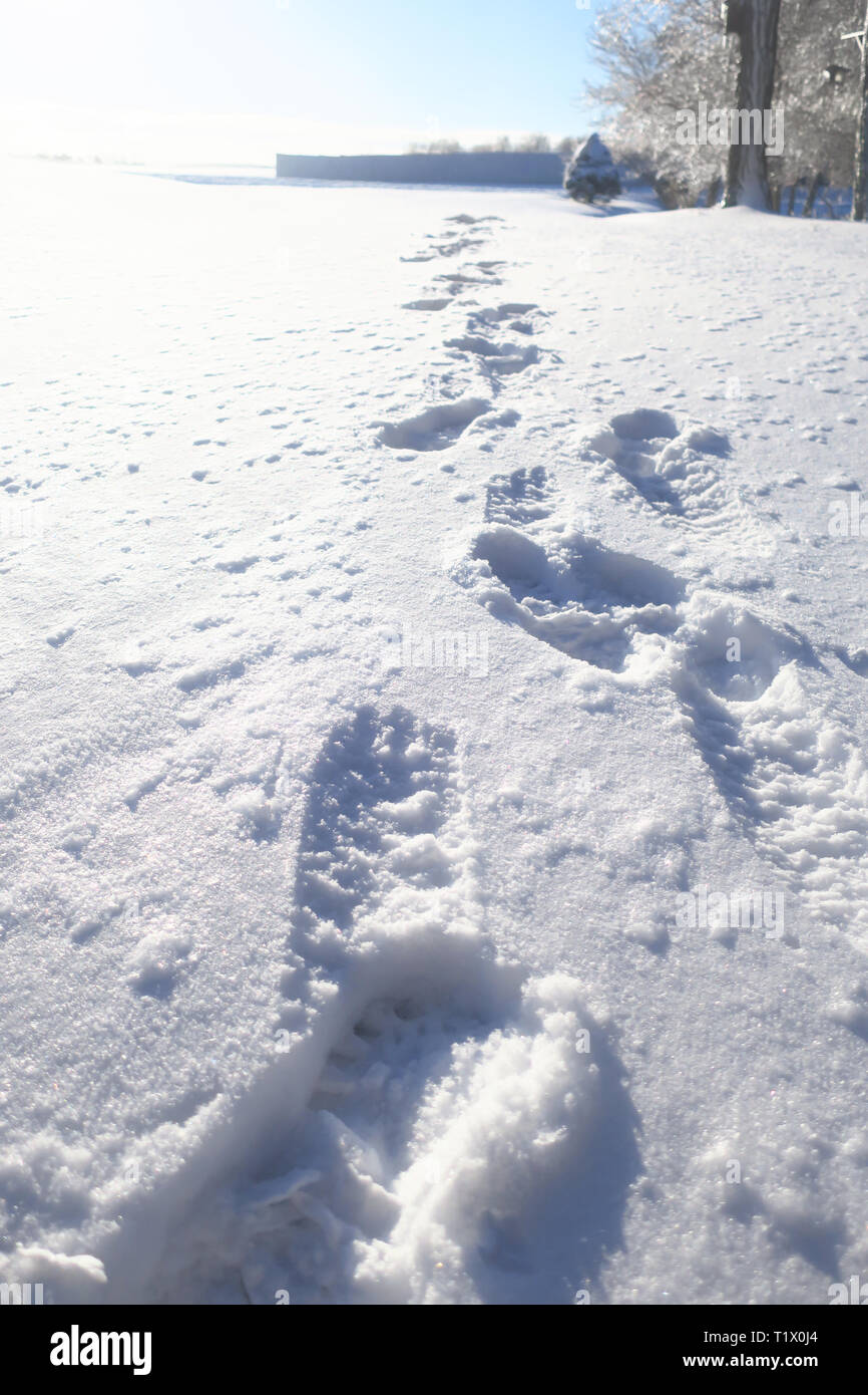 Line of footprints in snow down a long snowy path Stock Photo - Alamy