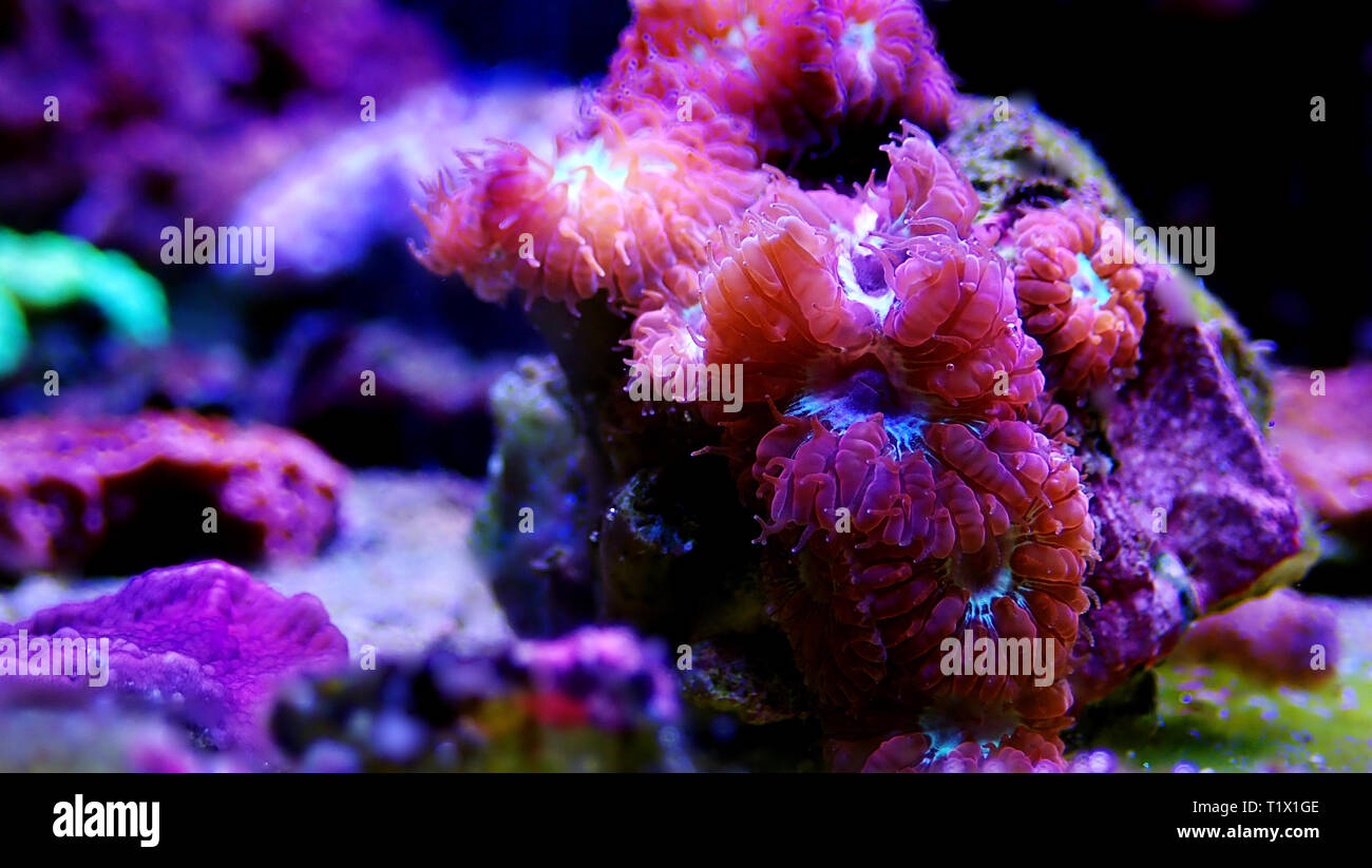 Pink Blastomussa LPS Coral, - (Blastomussa merletti) Stock Photo
