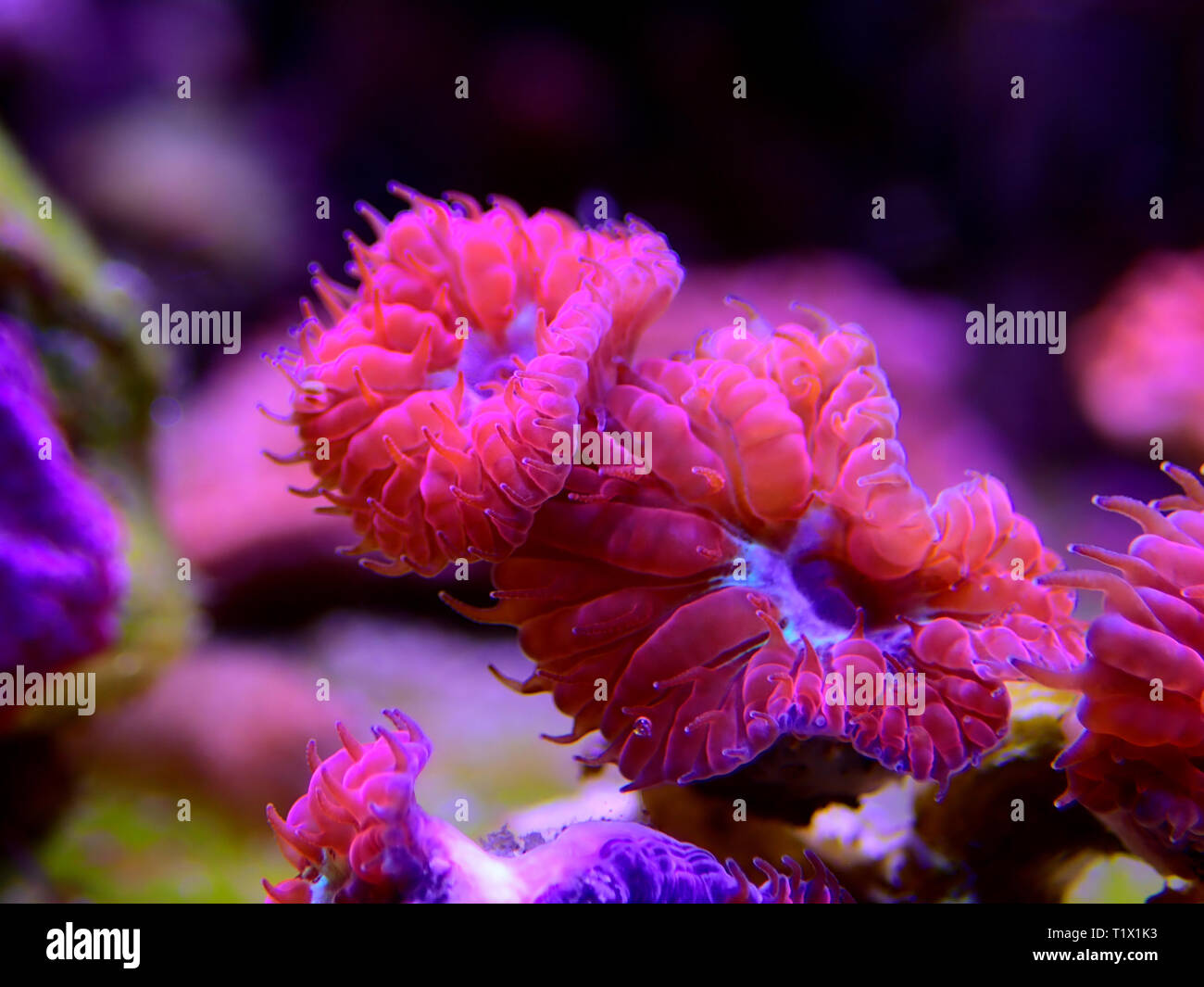 Pink Blastomussa LPS Coral, - (Blastomussa merletti) Stock Photo