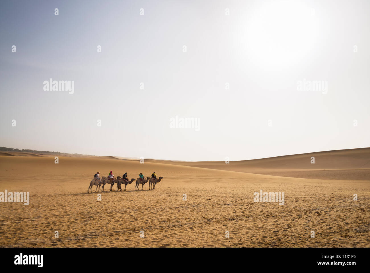 Camels trekking guided tours in Gobi Desert, China. Camel caravan through the sand dunes is a popular activity for tourists Stock Photo