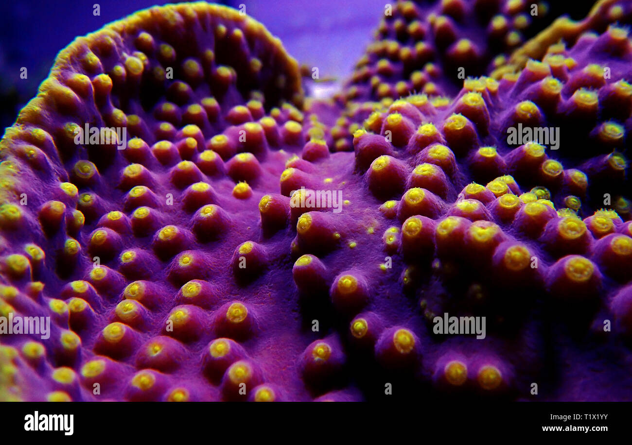 Macro yellow polyps on the purple Turbinaria SPS coral Stock Photo