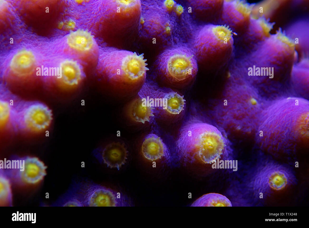 Macro yellow polyps on the purple Turbinaria SPS coral Stock Photo