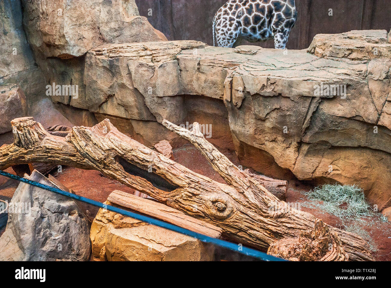 Zebra in zoo enclosure hires stock photography and images Alamy
