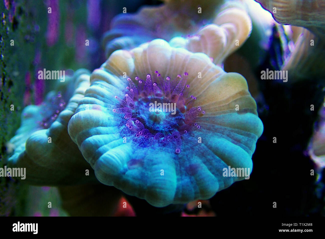 Caulastrea Trumpet long polyp stony coral in reef aquarium Stock Photo