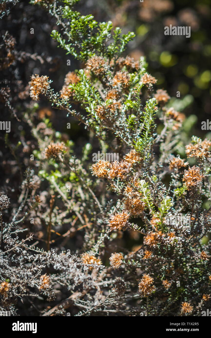 Ozothamnus leptophyllus hires stock photography and images Alamy