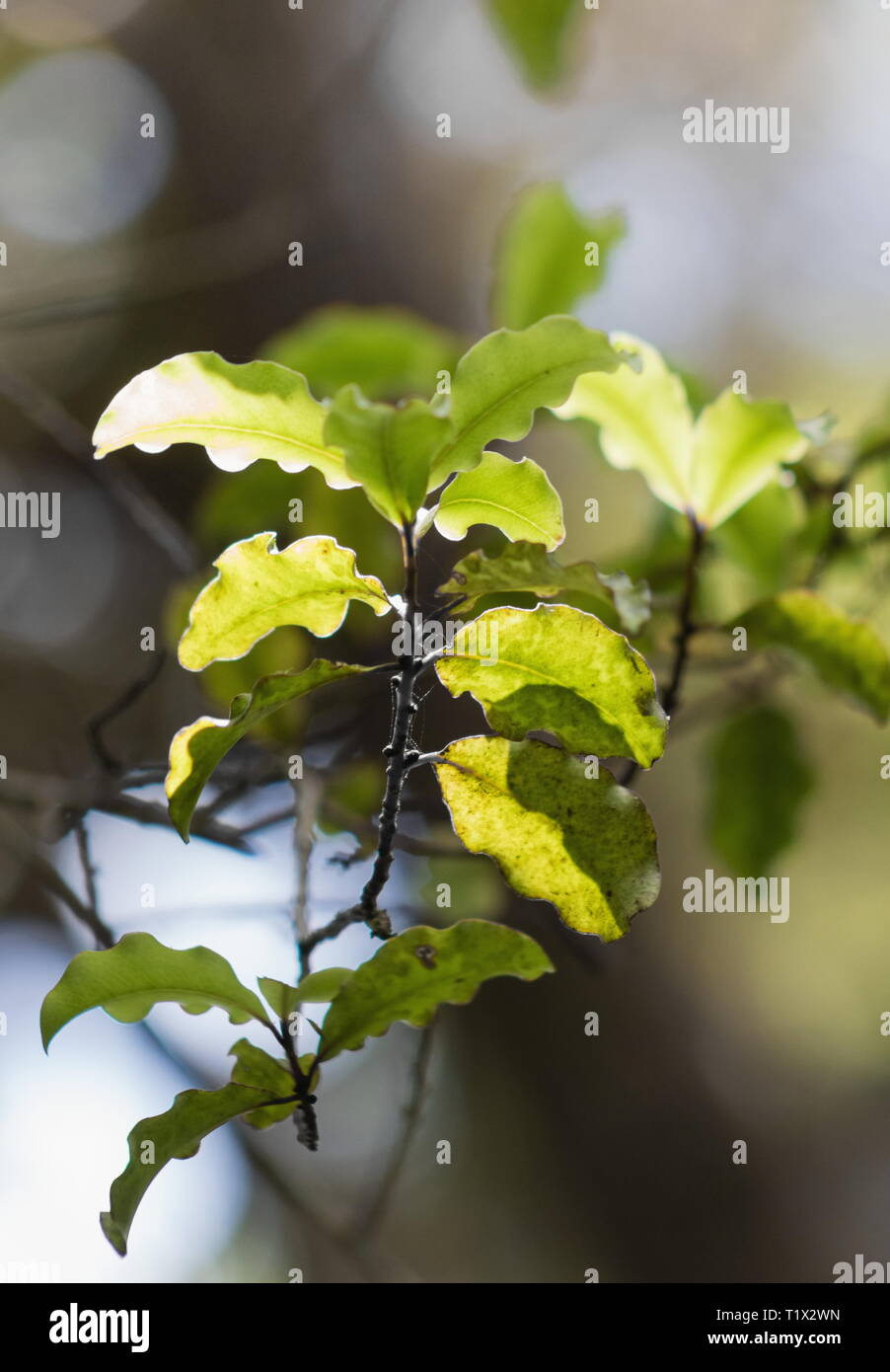 Closeup image of Myrsine australis leaves, commonly known as red matipo, mapou, mapau, tipau, and mataira, is a species of shrub within the family Myr Stock Photo