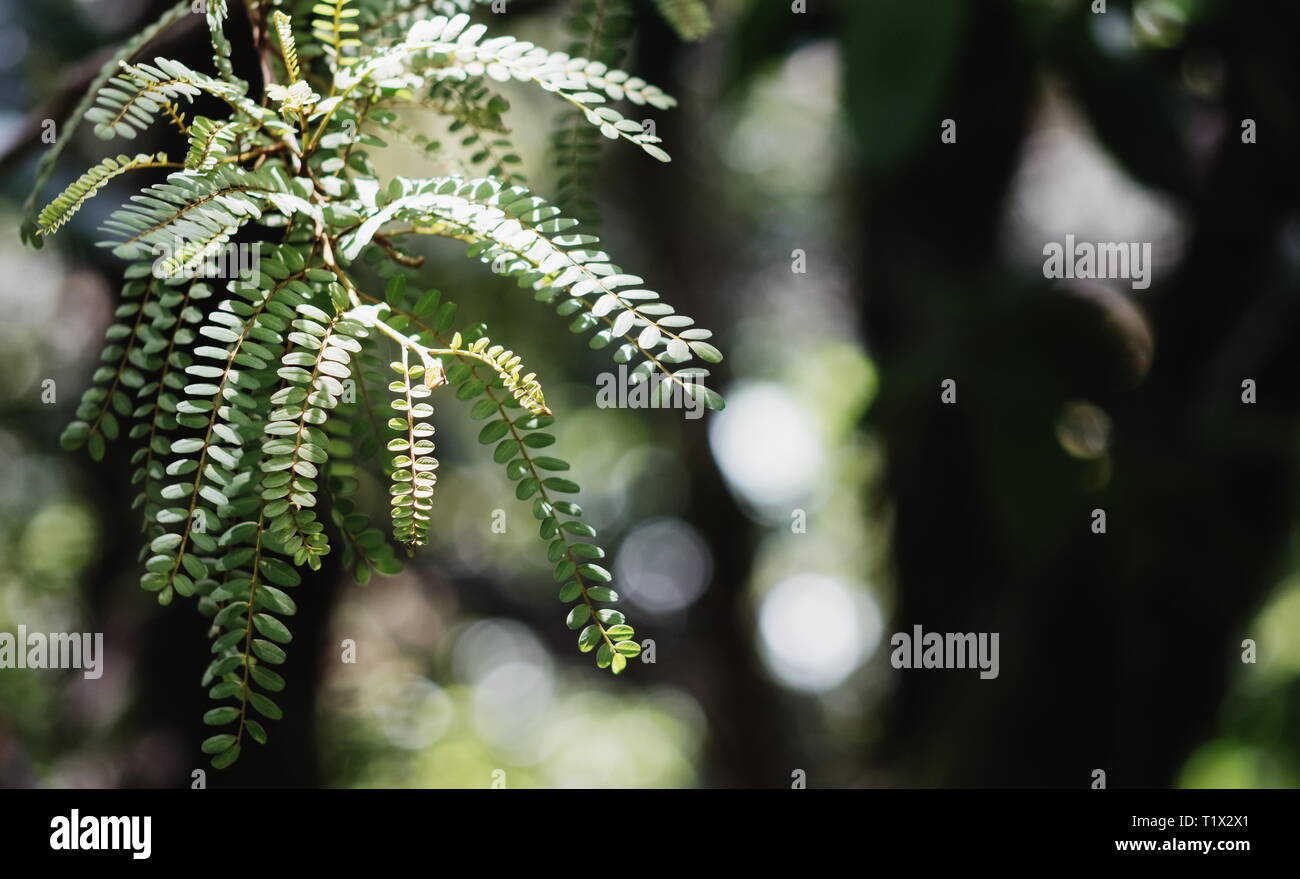 Closeup image of Kowhai leaves with copy space. Kowhai are small woody