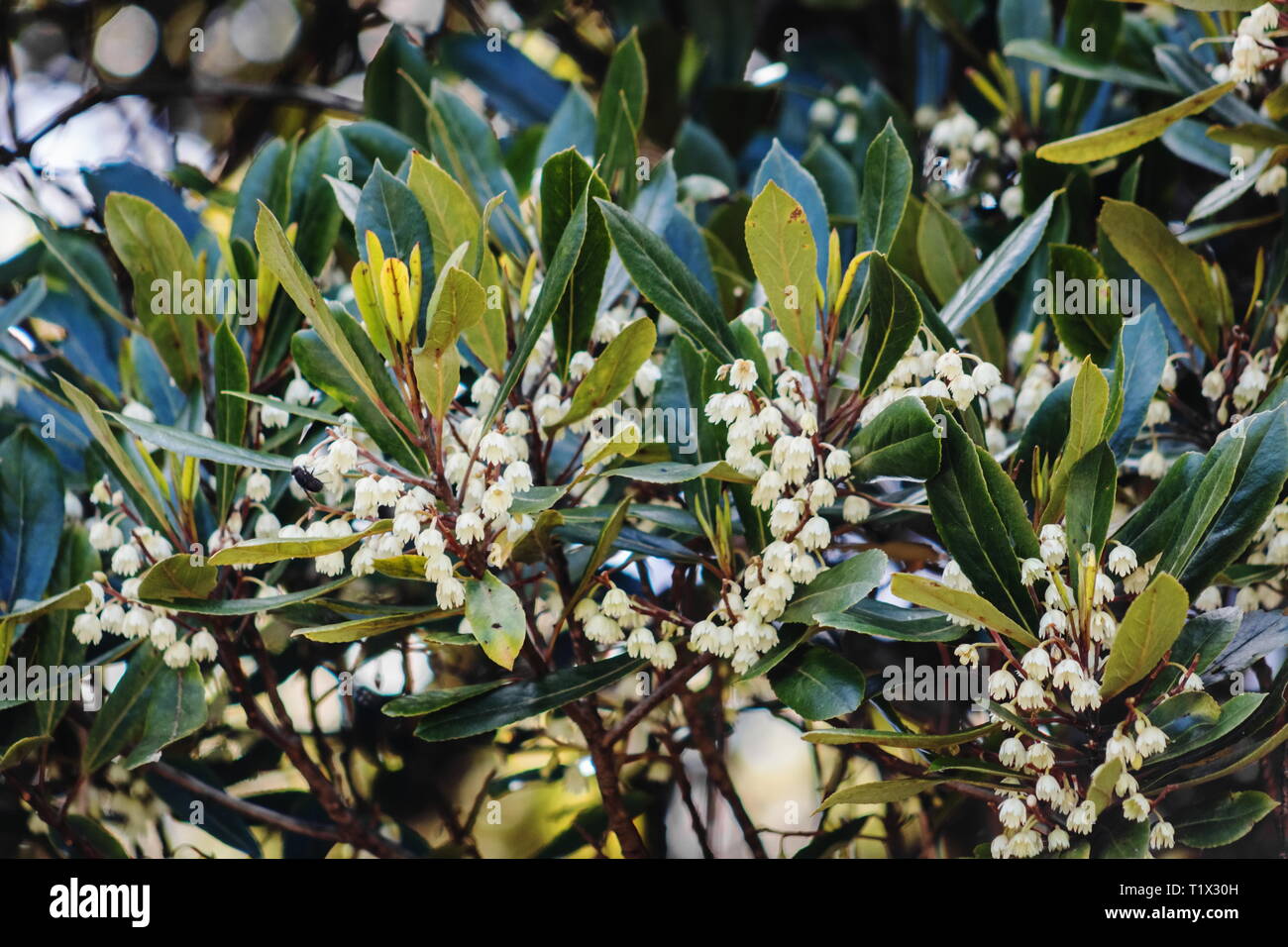 Elaeocarpus dentatus, commonly known as hinau, is a native lowland forest tree of New Zealand. Stock Photo
