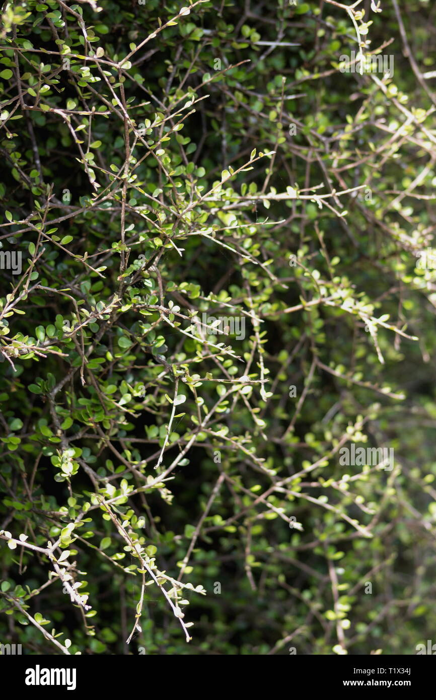 Trees Of Santa Cruz County Pittosporum Tenuifolia Kohuhu