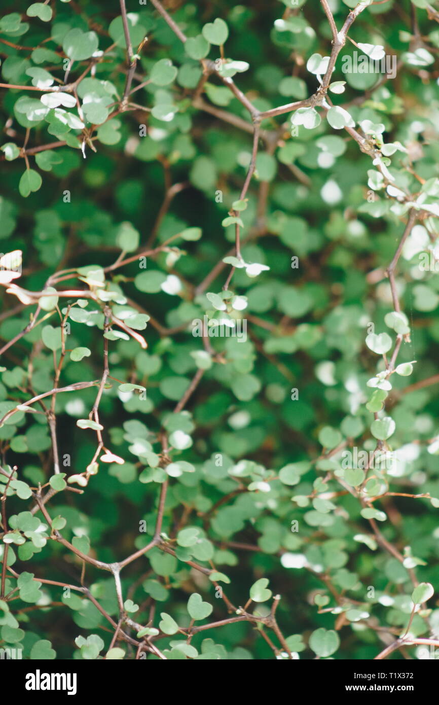 Variety Of Life Pittosporaceae