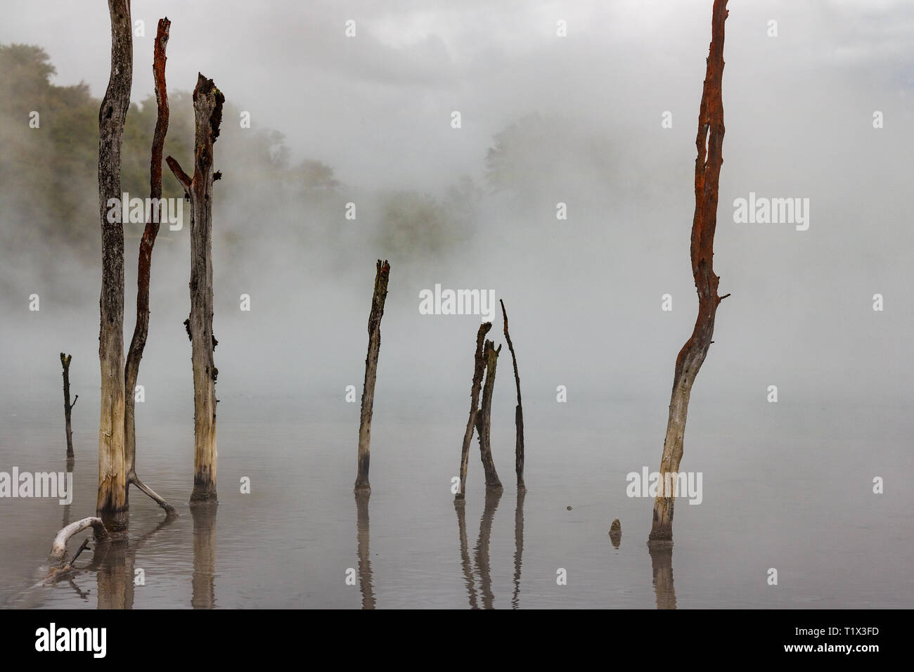 Dead tree branches sticking out of boiling hot lake in Rotorua New Zealand Stock Photo