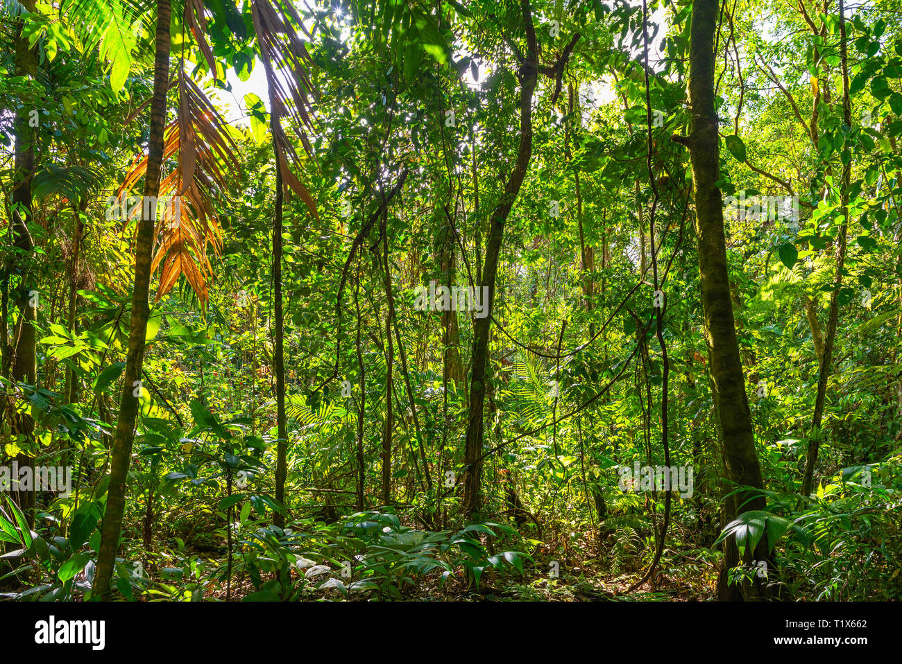 Landscape of the Amazon rainforest during a hike inside the Yasuni National Park, Ecuador Stock