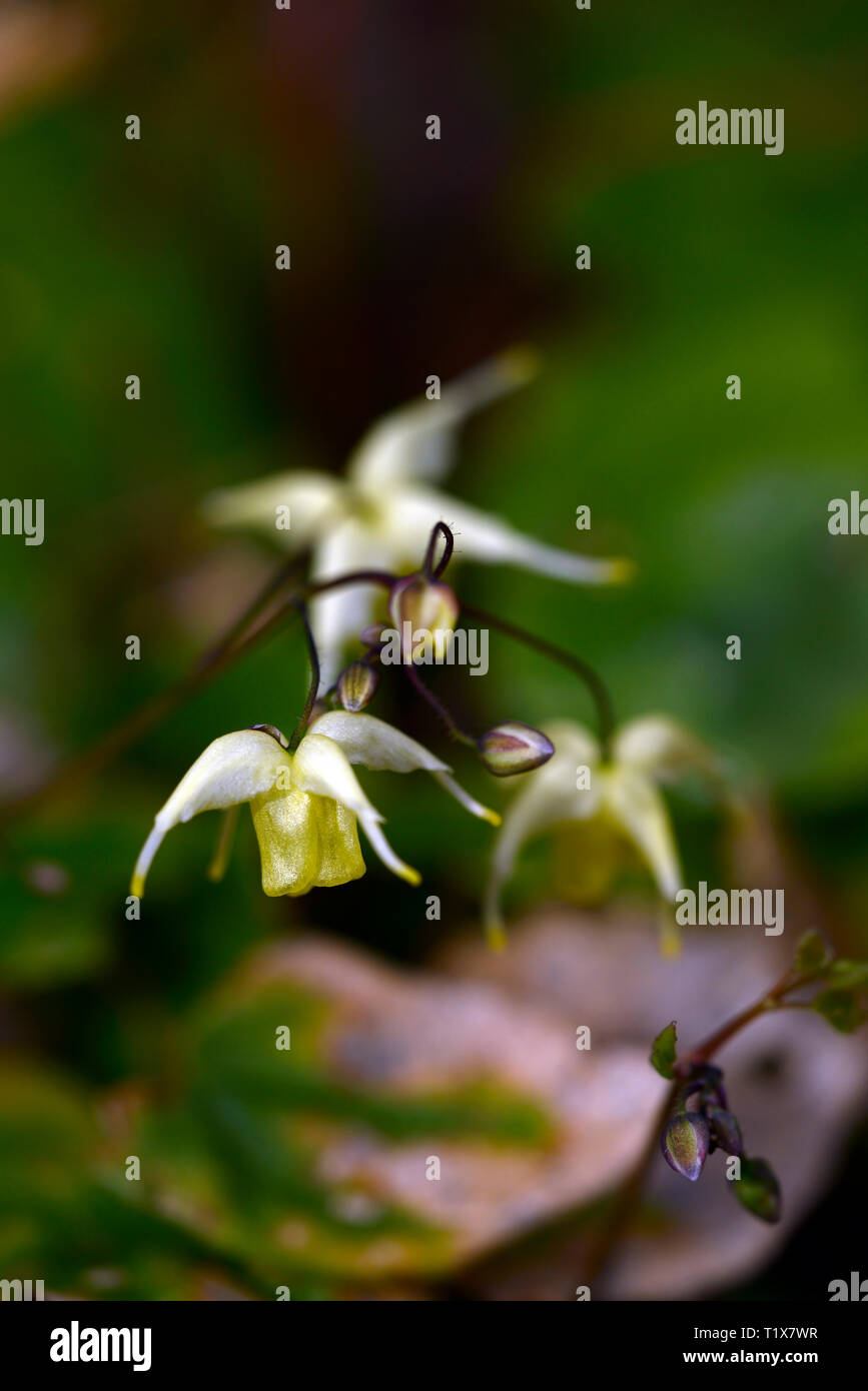 Epimedium Flowers of Sulphur,yellow,flowers,woodland,perennials barrenwort,shade,spring,shady