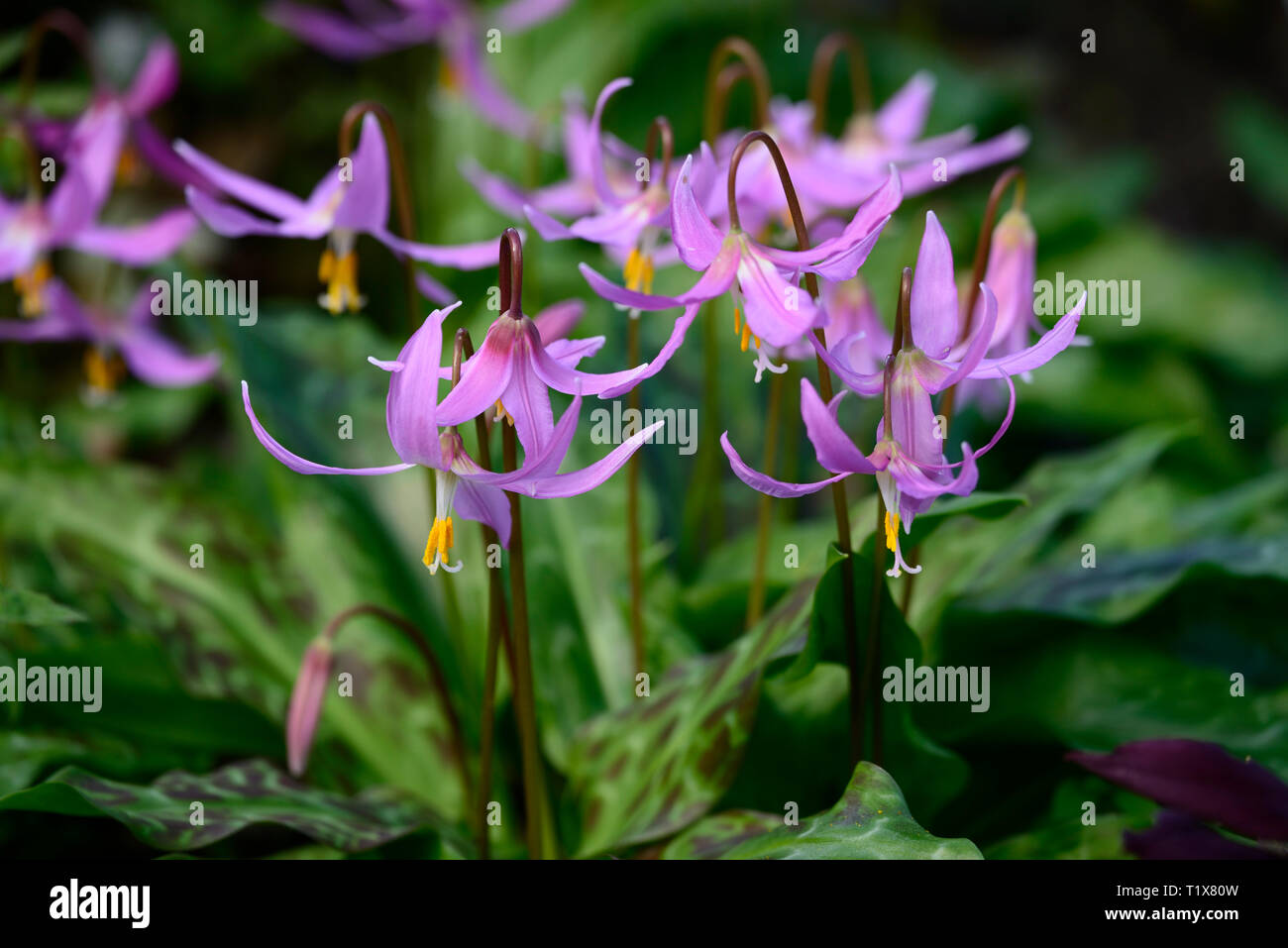 erythronium revolutum knightshayes pink,fawn lily,dogstooth,violet,spring,flowers,flowering,clump,colors,colours,dogs tooth,violet,RM floral Stock Photo
