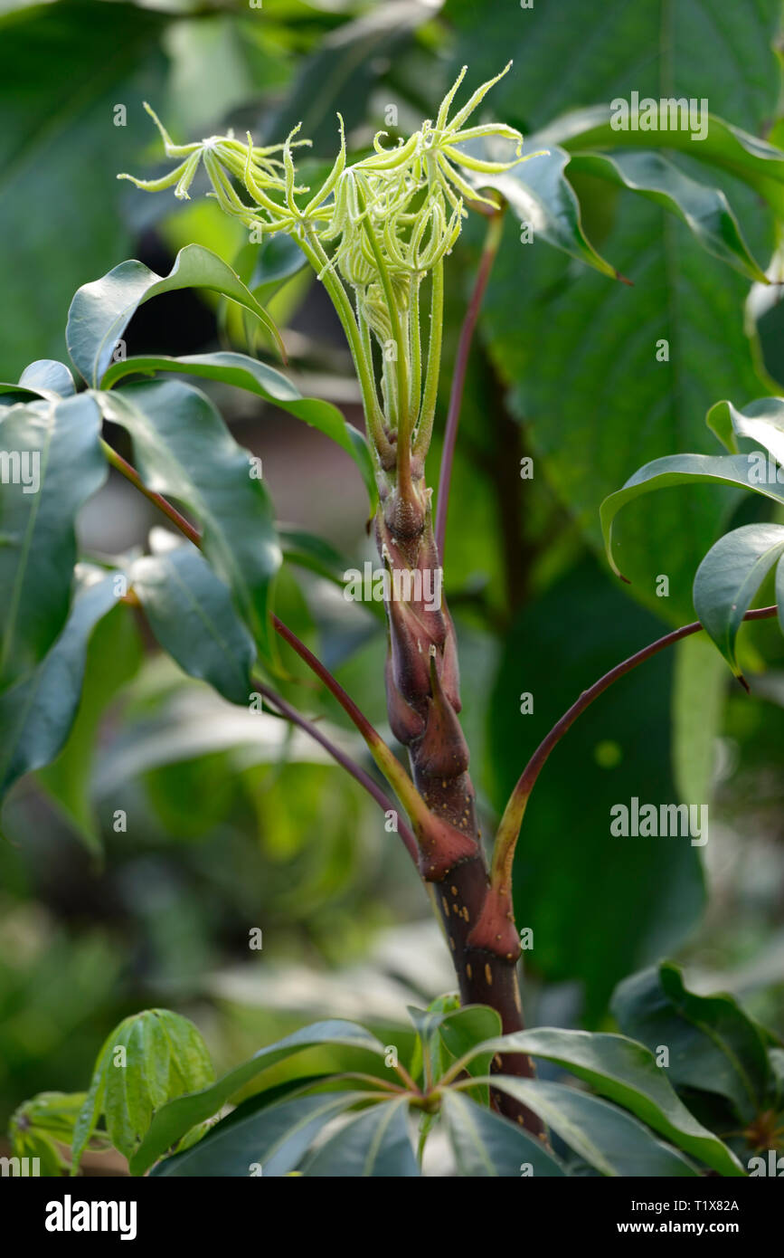 schefflera shweliensis,foliage,leaves,red,stem,stems,stemmed,tree,shrub,shrubs,RM Floral Stock Photo