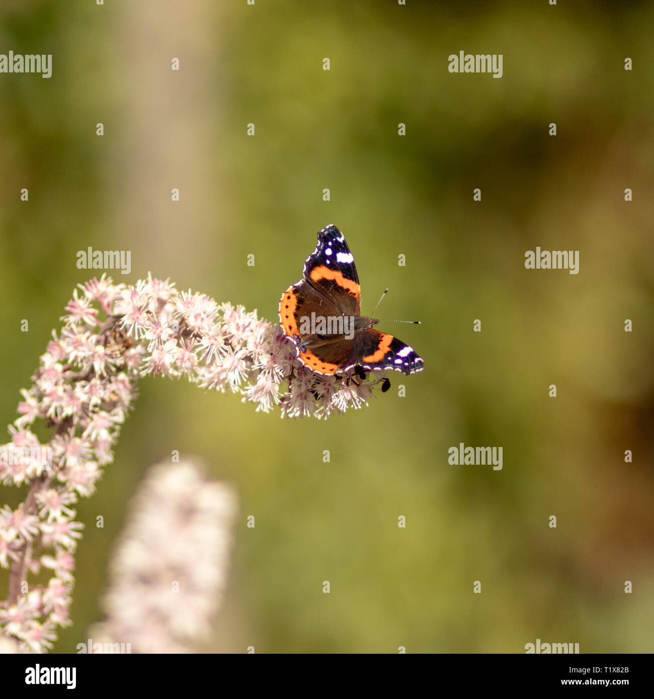 Butterfly friendly wildflower hi-res stock photography and images - Alamy
