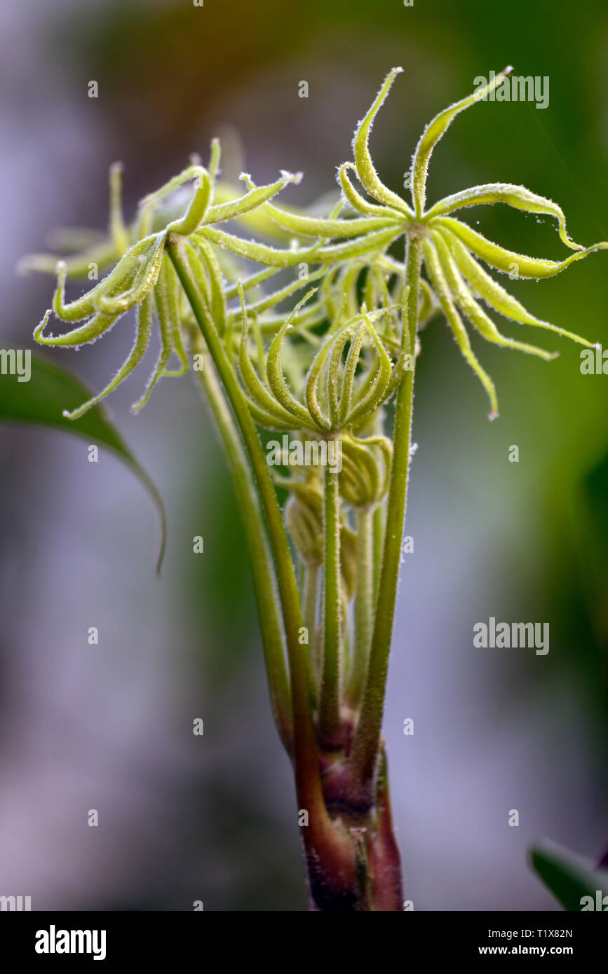 schefflera shweliensis,foliage,leaves,red,stem,stems,stemmed,tree,shrub,shrubs,RM Floral Stock Photo