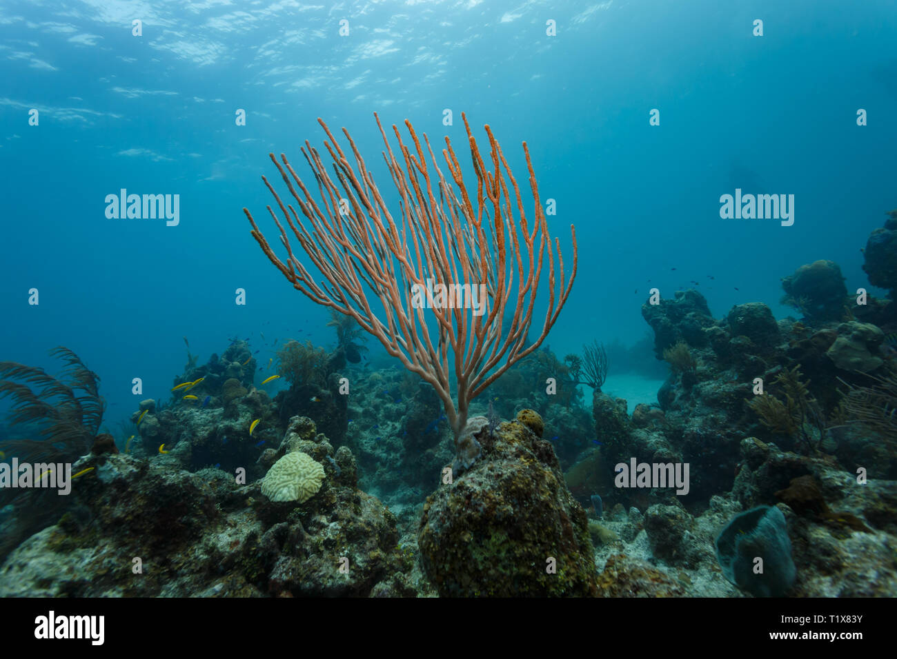 Branching soft coral sea whip Ellisella elongata, rising straight up from reef Stock Photo
