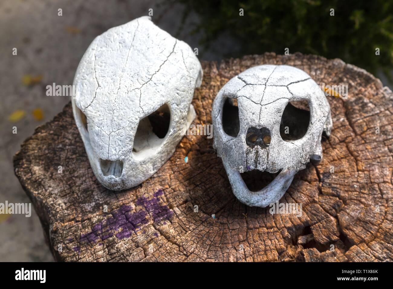Pair of Sea Turtle Skulls on a Tree Stump in Turtle Farm Conservation and Protection Center near Cayo Largo Del Sur Marina in Cuba Stock Photo