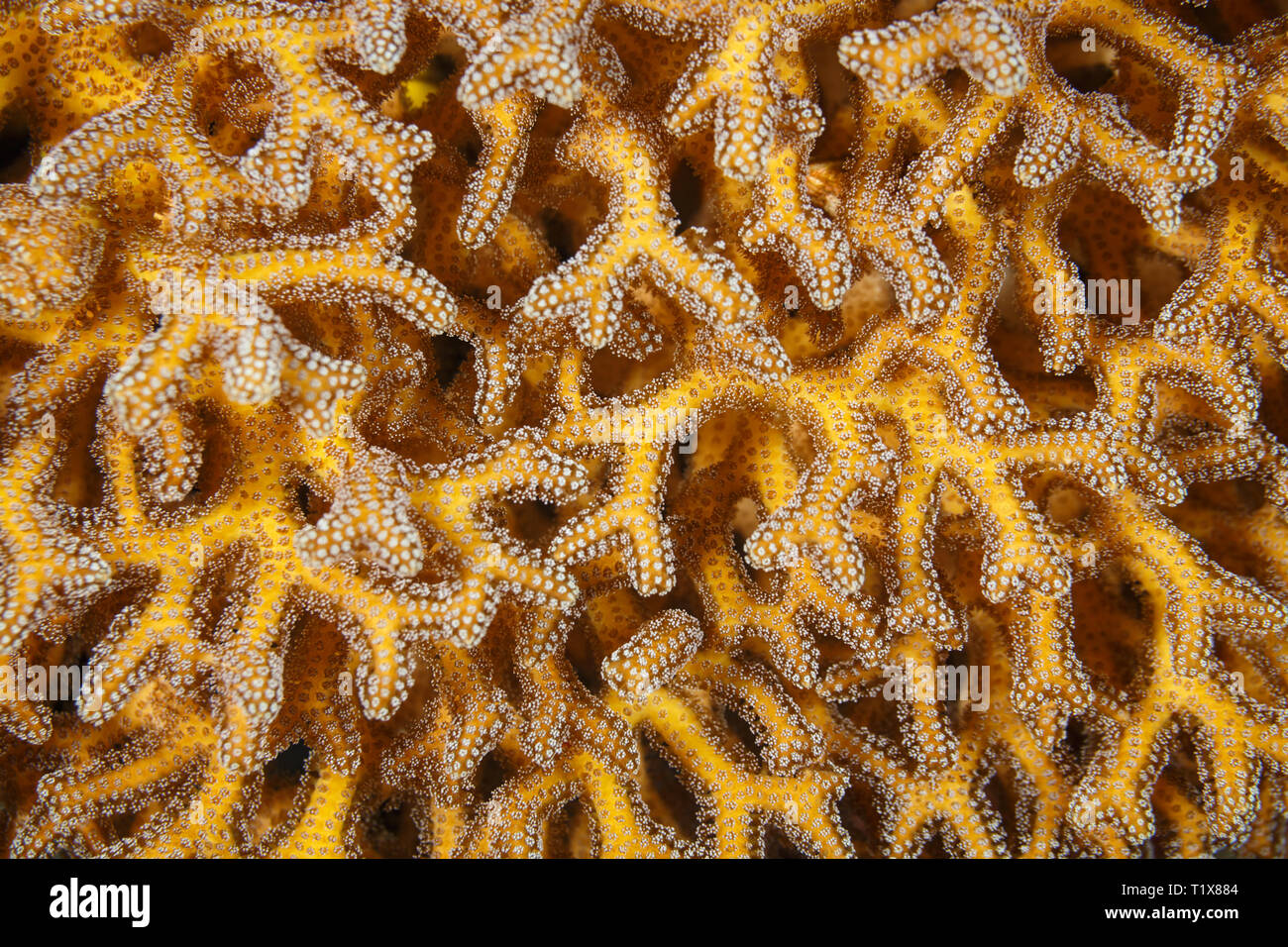 close up macro view of Staghorn coral Acropora cervicornis, polyps Stock Photo