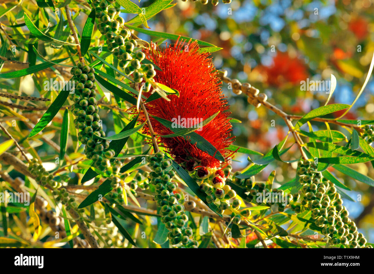 Australian Bottle Brush, or Callistemon. A genus of shrubs in the family Myrtaceae, native to Australia. The red and green contrast with the blue sky. Stock Photo