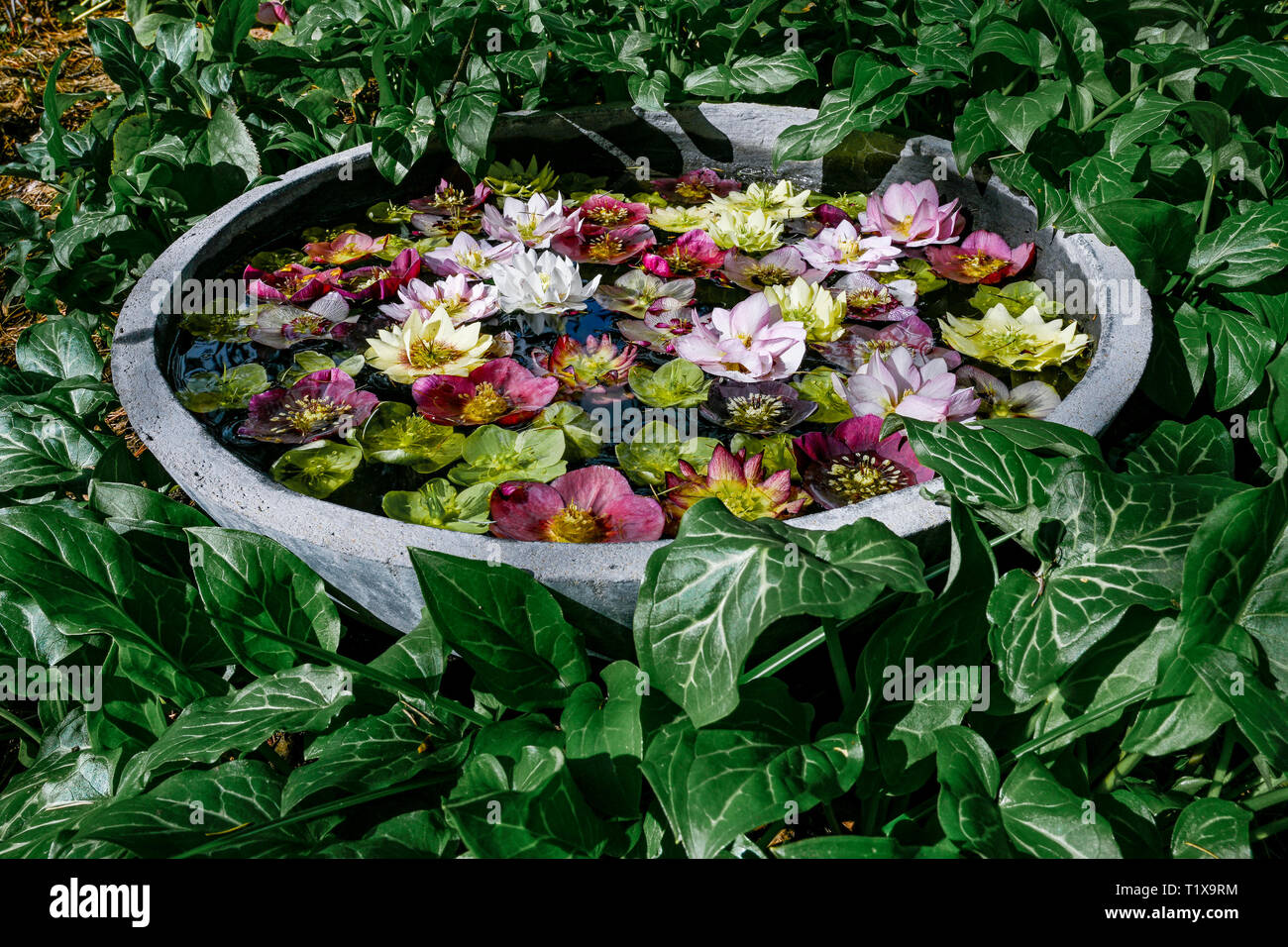 Floral presentation display. Hellebore flowers in bowl of water, Stock Photo