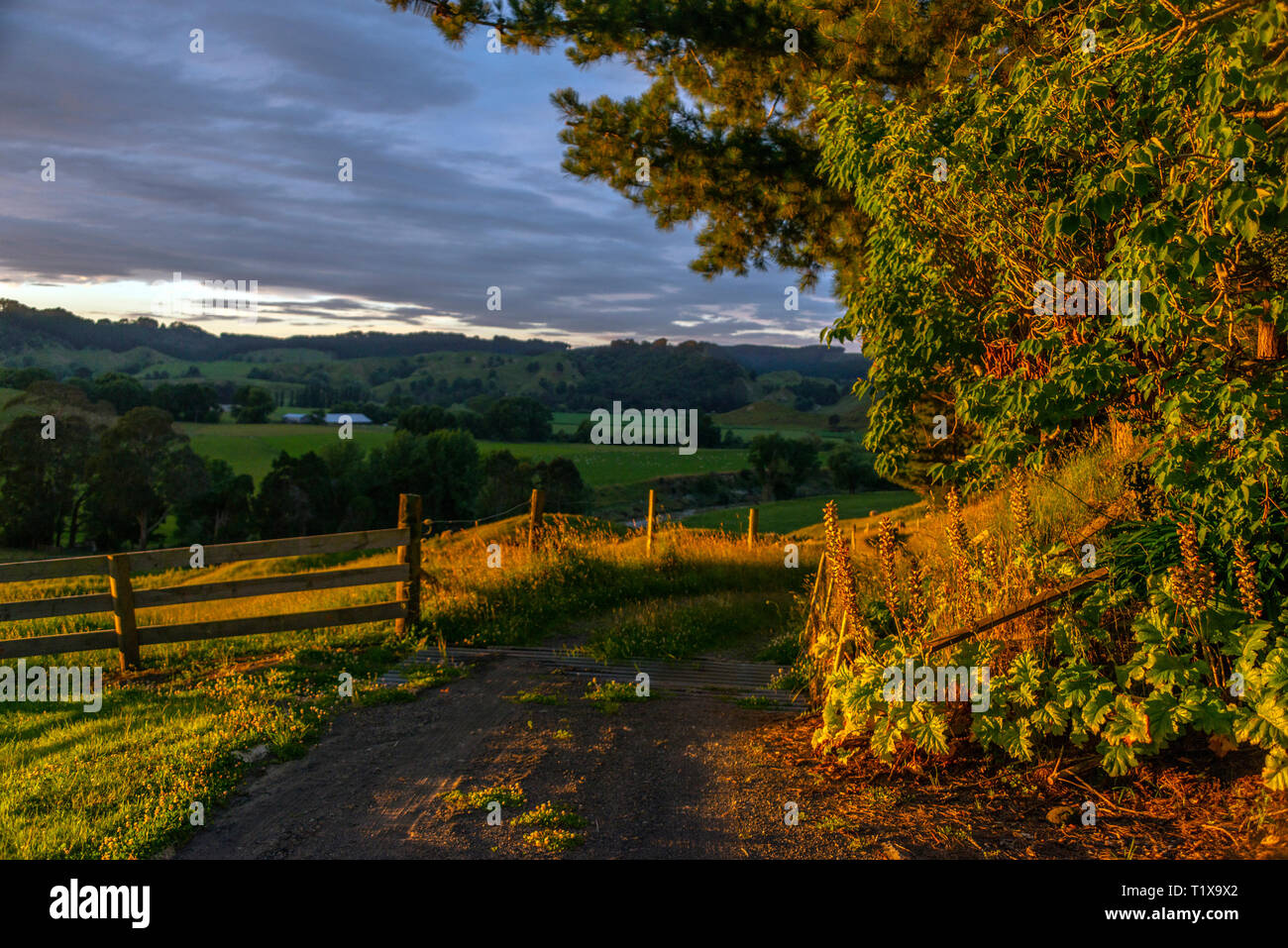 Sun setting behind trees that are in semi-silhouette. Stock Photo