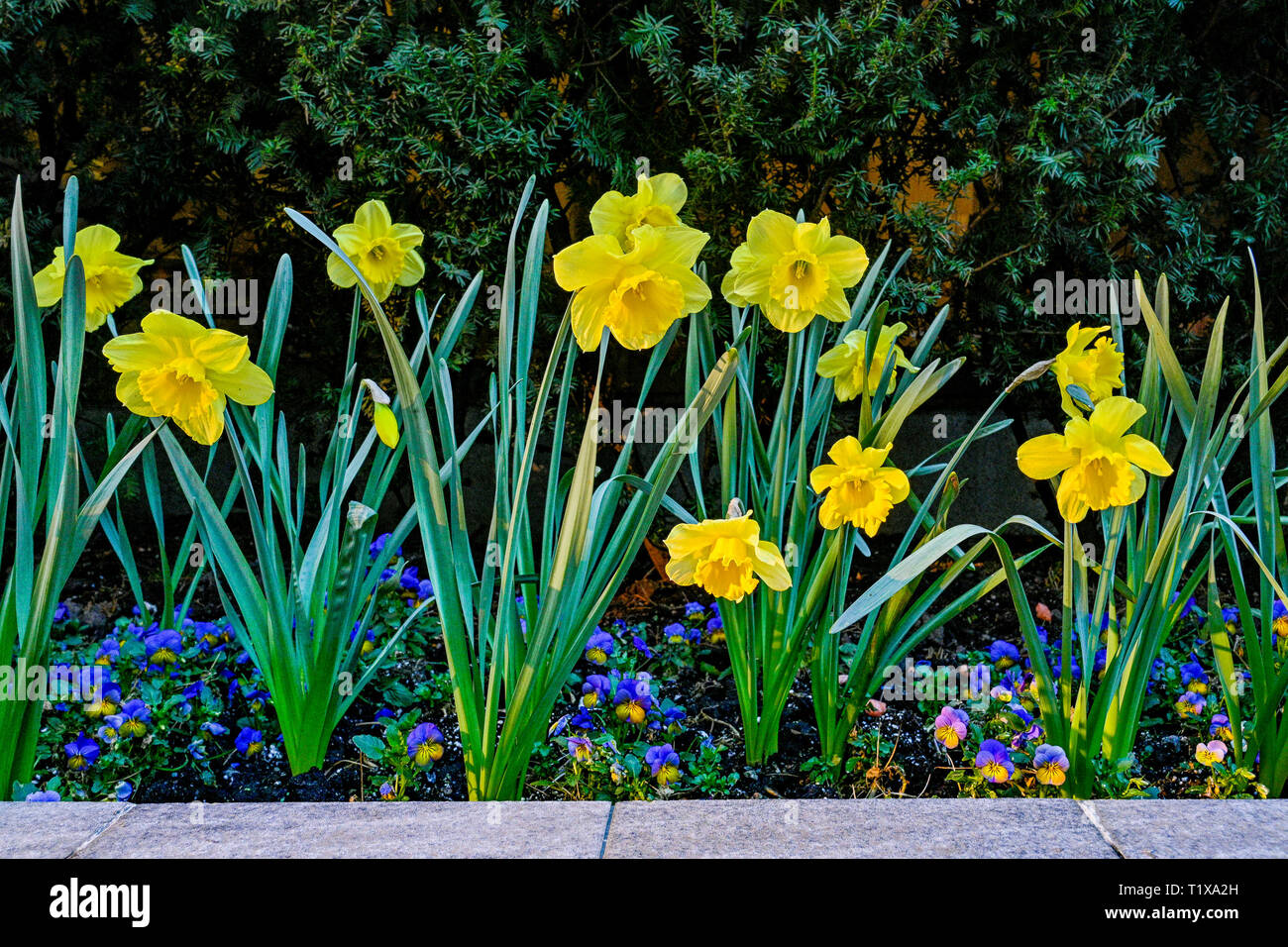 Daffodils and viola flowers, Stock Photo