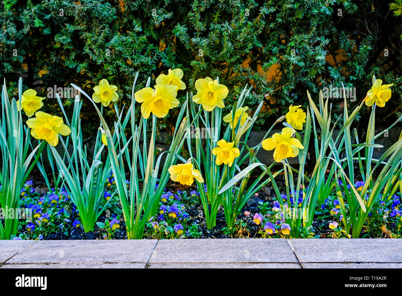 Daffodils and viola flowers, Stock Photo