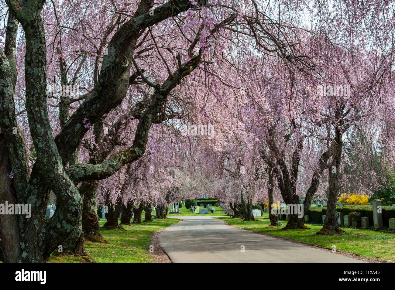Lexington national cemetery hires stock photography and images Alamy