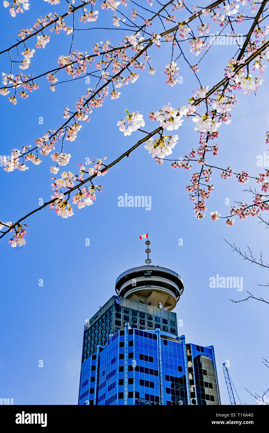 'Akebono' Flowering cherry tree and Harbour Centre Tower, Downtown