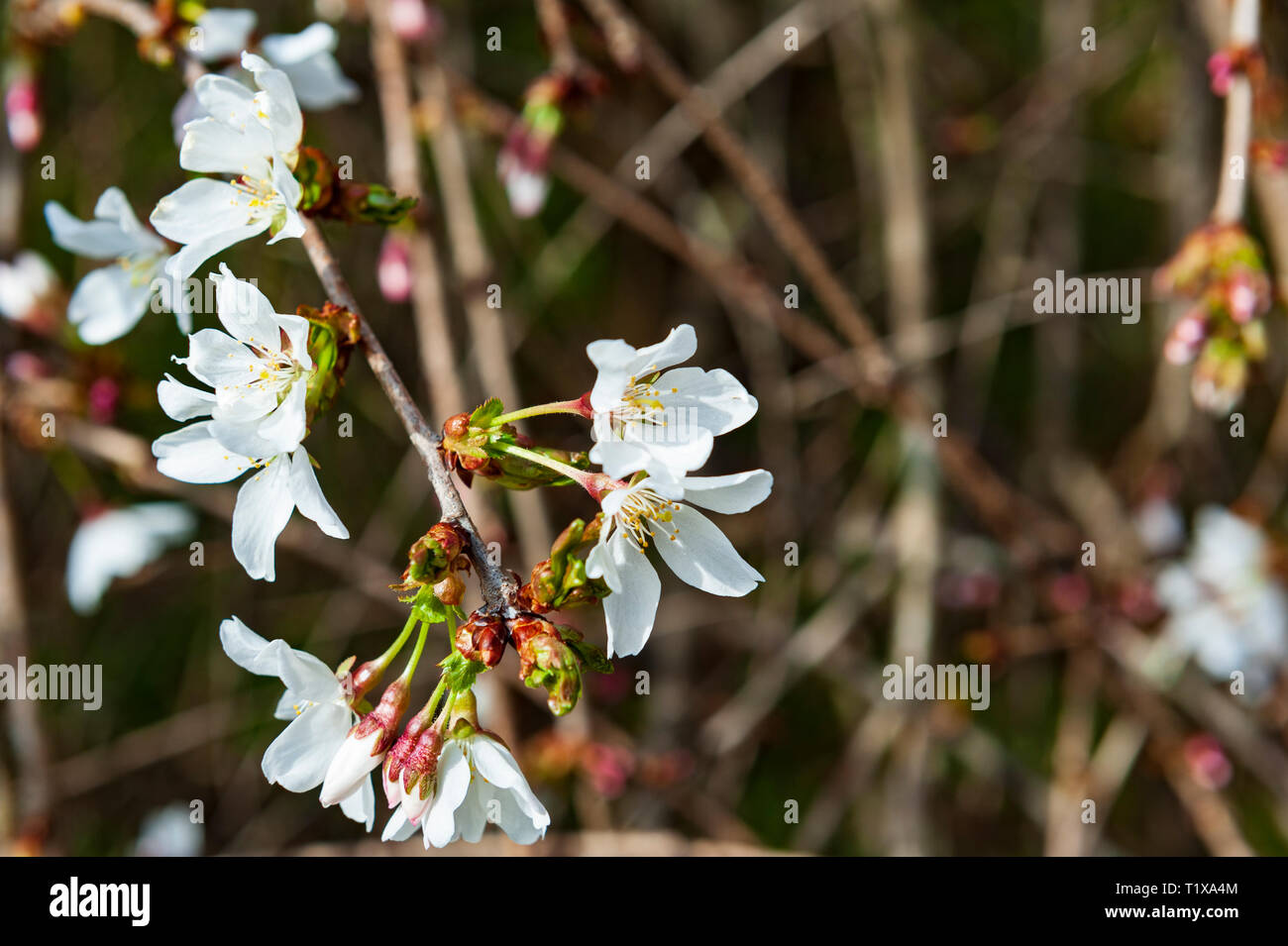 Cherry Blossoms at the Lexington National Cemetery in Lexington