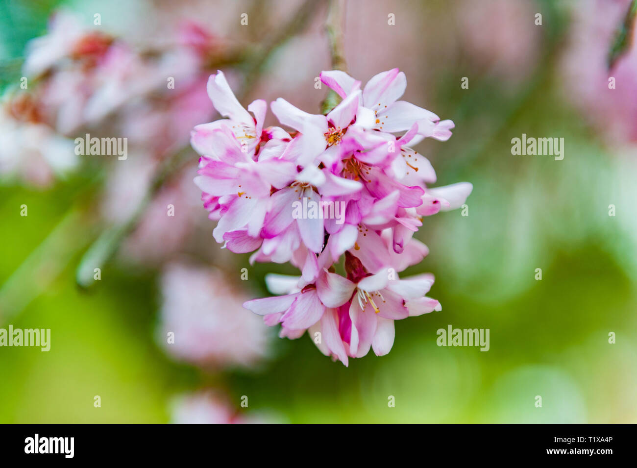 Cherry Blossoms at the Lexington National Cemetery in Lexington