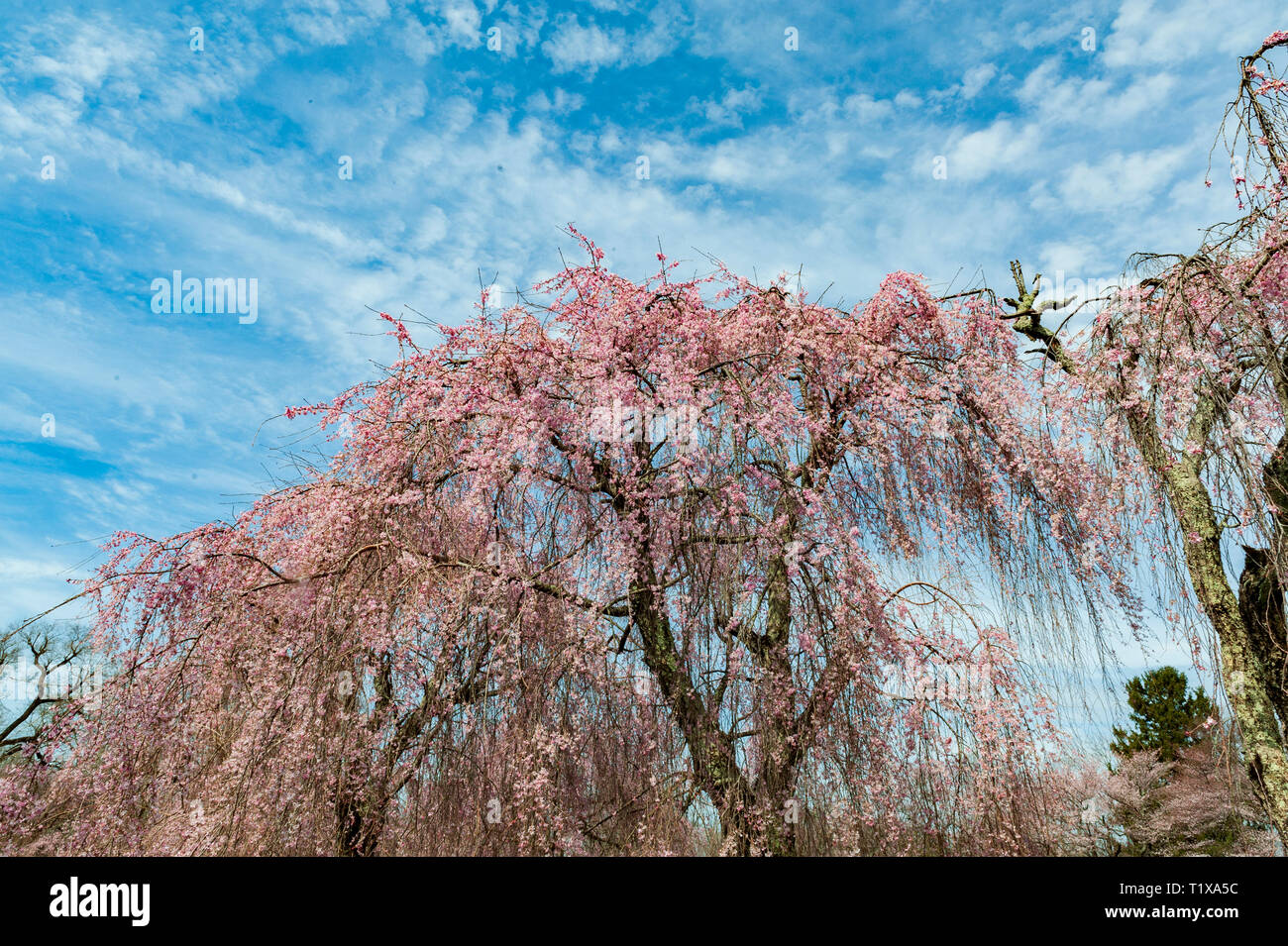 Cherry Blossoms at the Lexington National Cemetery in Lexington