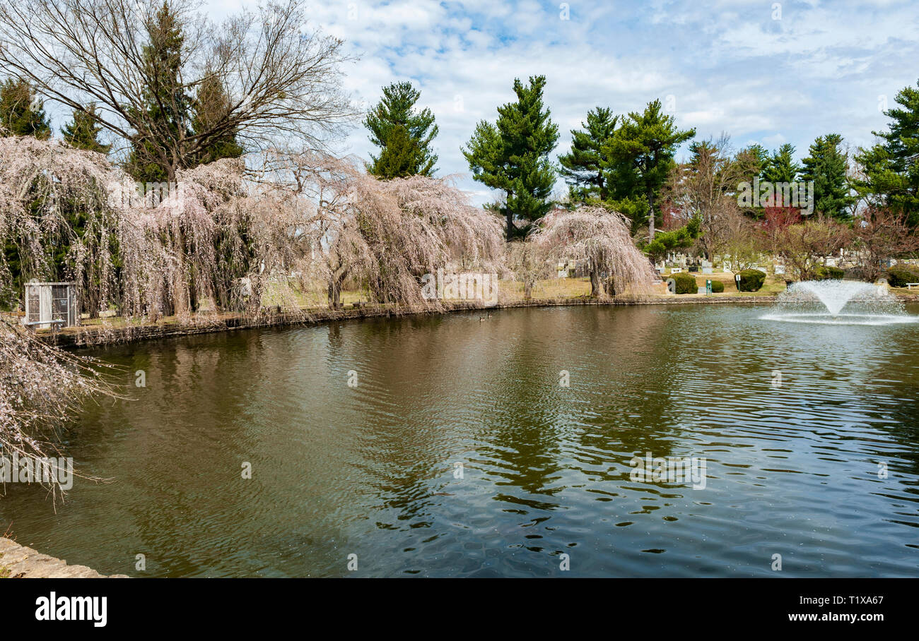Cherry Blossoms at the Lexington National Cemetery in Lexington