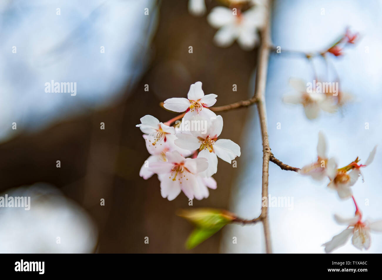 Cherry Blossoms at the Lexington National Cemetery in Lexington