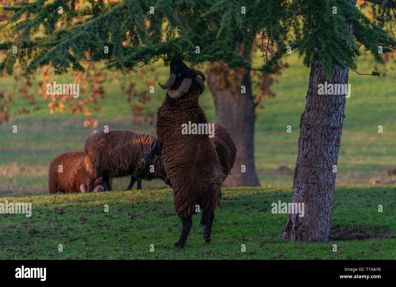 Black, horned Hebridean Ram standing on hind legs eating foliage off a tree. Stock Photo