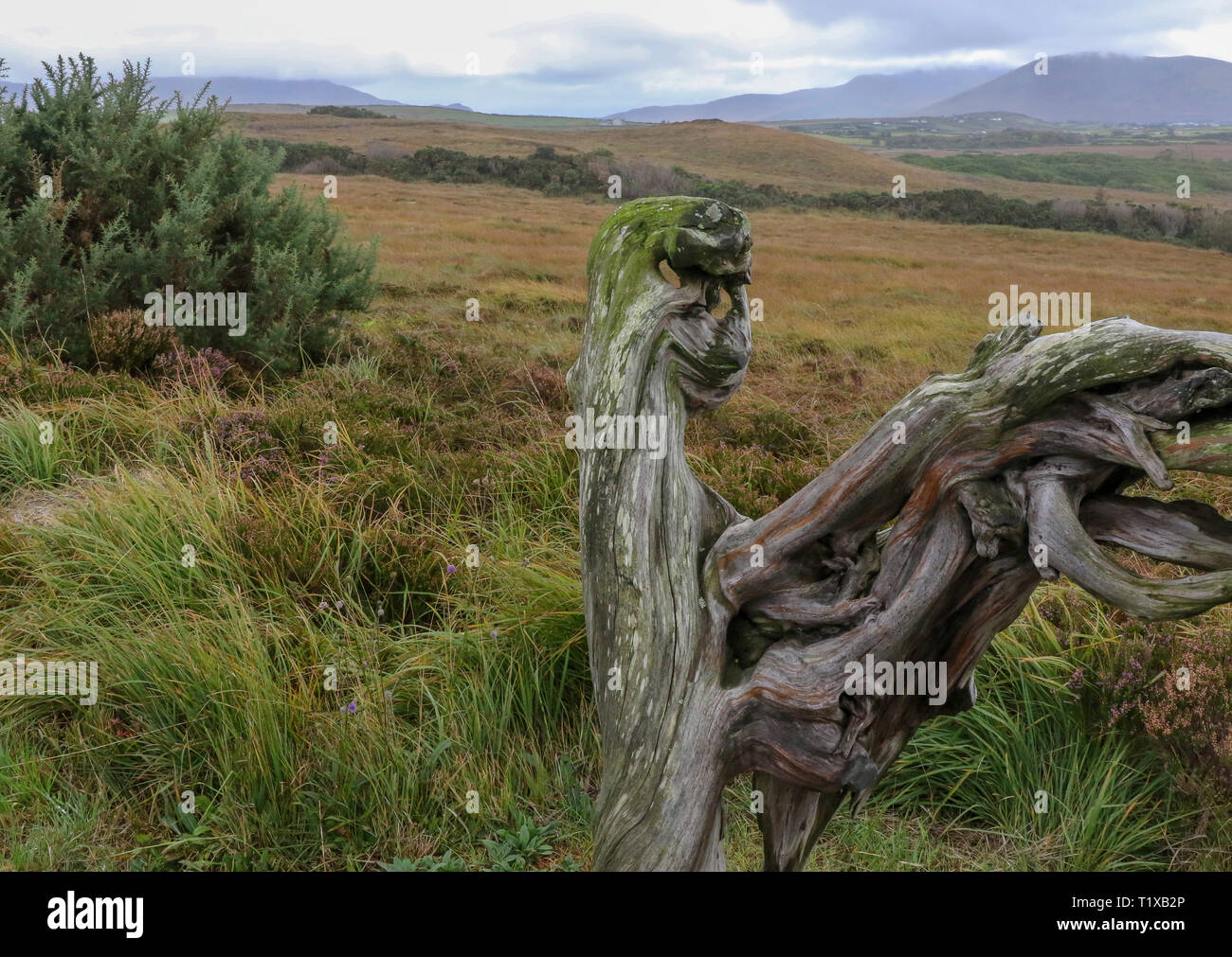 Exposed Bog Oak Ireland High Resolution Stock Photography and Images