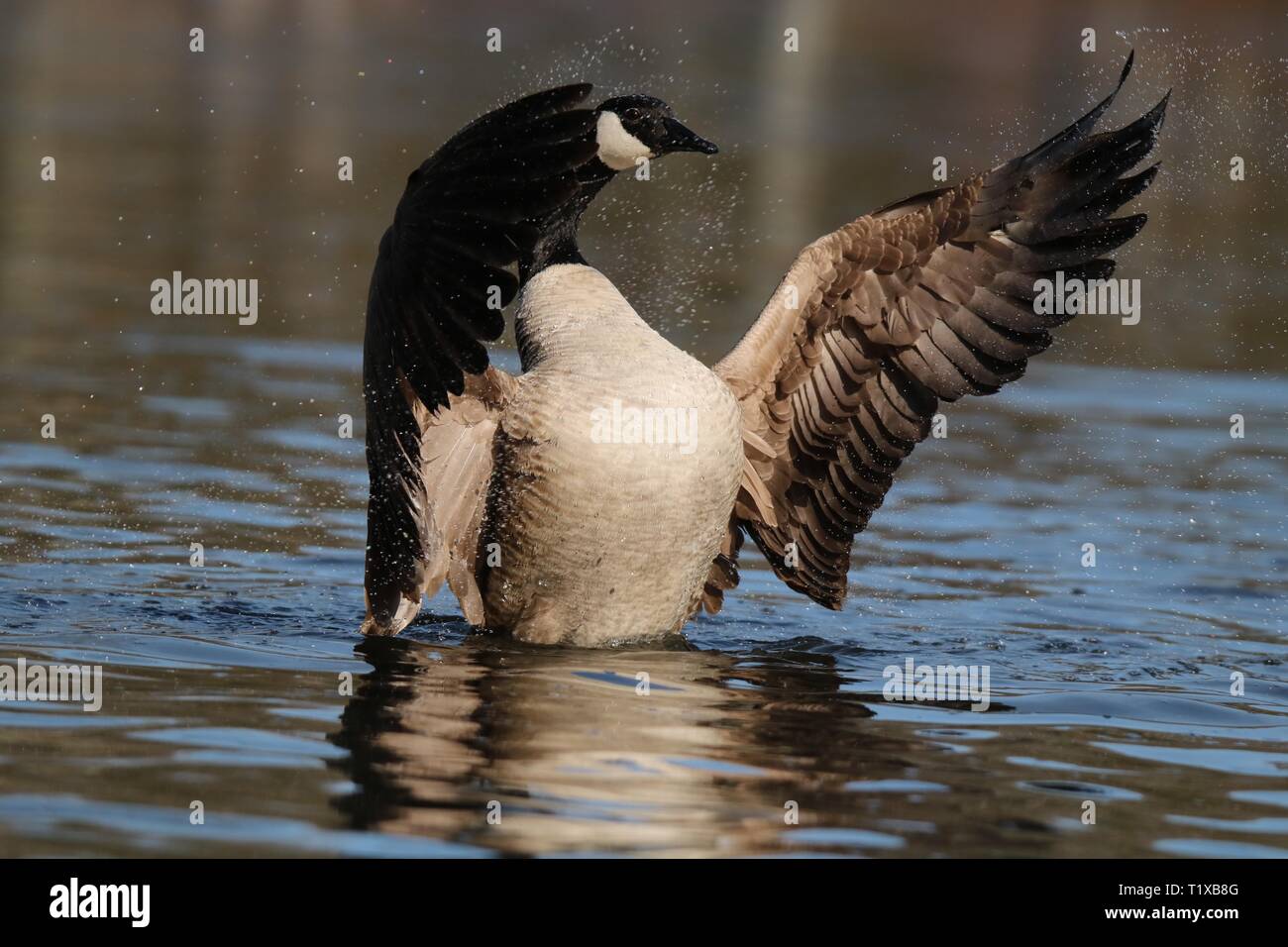 A Canada Goose Branta canadensis flapping and splashing on a pond Stock Photo
