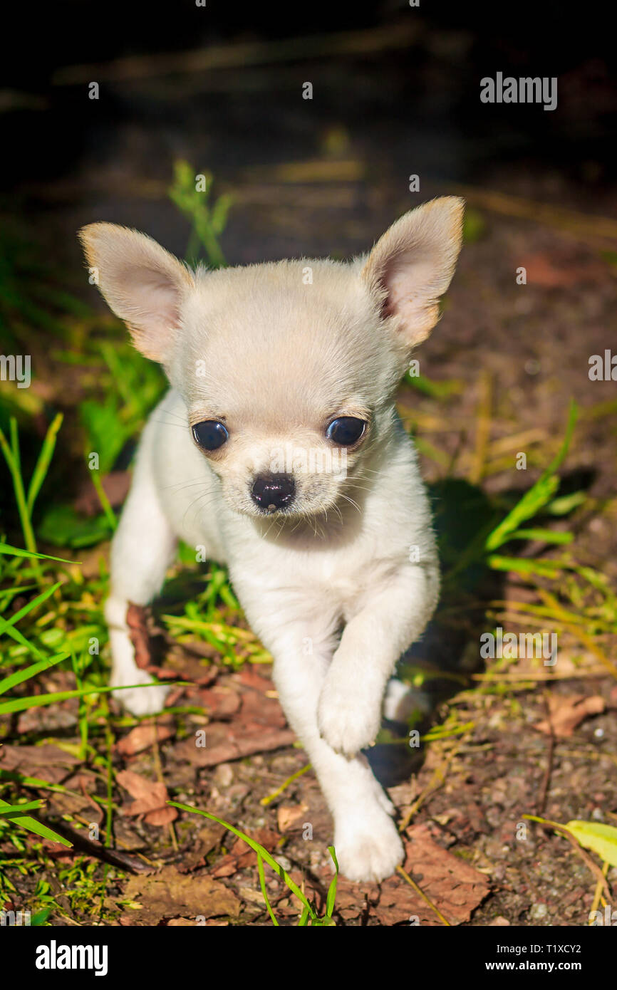 little white chihuahua
