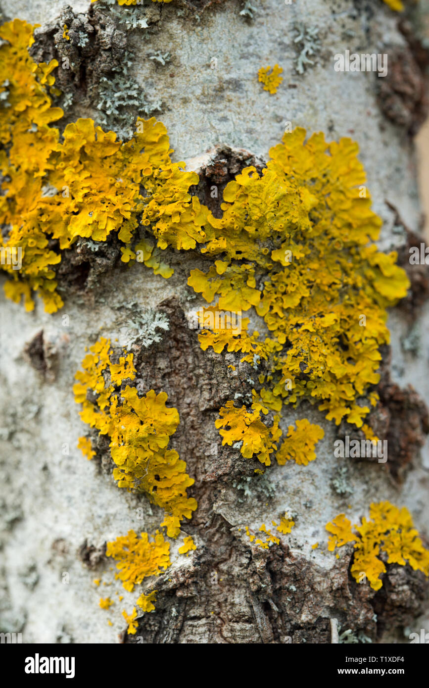 yellow lichen on willow tree macro selective focus Stock Photo