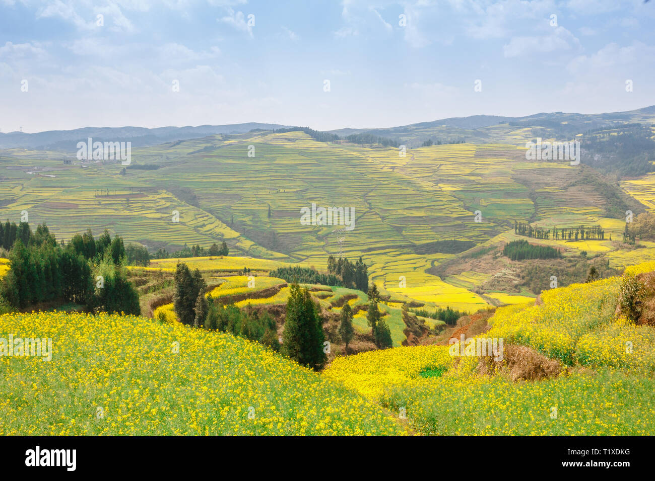 Beautiful valley of canola yellow flowers blooming in Spring Stock Photo