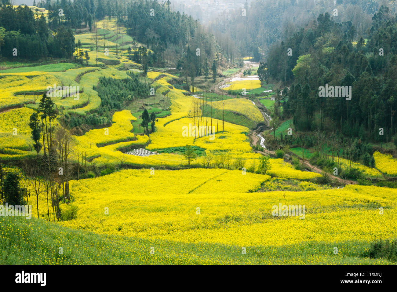 Beautiful yellow rapeseed field valley in Yunnan, China Stock Photo